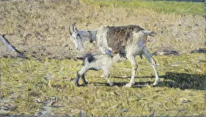 Hooves: A Goat with her Kid