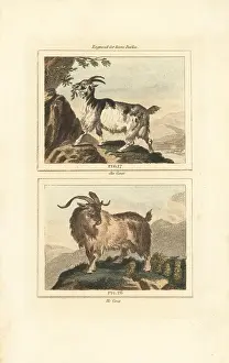 Barrs Buffon: Goat, male and female