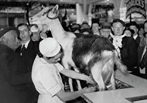 Milked: Goat milk
