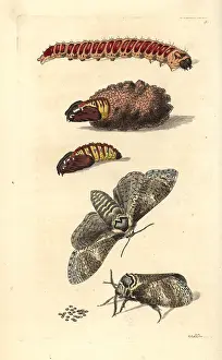 Phalaena: Goat moth, Cossus cossus