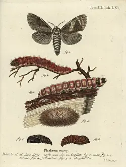 Esper: Goatmoth, Cossus cossus