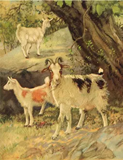Barnyard: Three Goats
