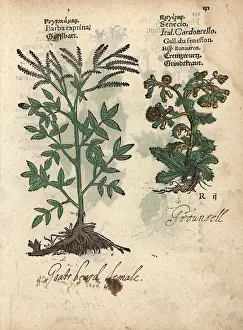 Barba: Goat's beard, Aruncus dioicus, and groundsel