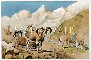 C1893: GOATS/BHARAL C1893