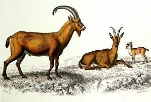 Capra: Goats (Capra aegagrus)