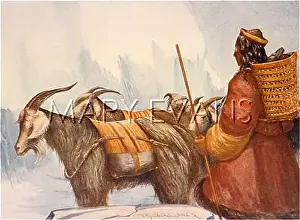 Borax: GOATS CARRYING TO INDIA