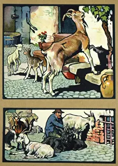 Goats: Goats and kids