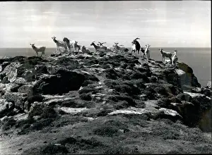 Whitaker: Goats on Lundy Island, Bristol Channel