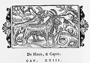 Olaus: GOATS/OLAUS MAGNUS 1555