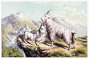 Montanus: GOATS/ROCKY MOUNTAIN 19C