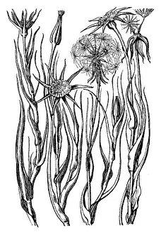 Midgley: Goatsbeard