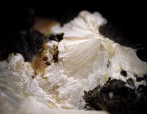 Powdered: Gobbinsite