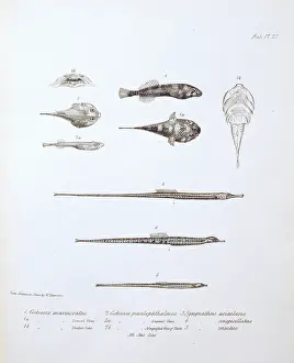 Marmoratus: Gobiesox marmoratus