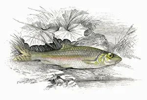 Gobio: Gobio gobio, or Gudgeon
