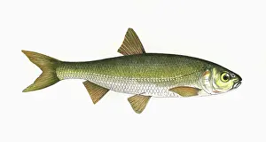 Brackish: Gobio gobio, or Gudgeon