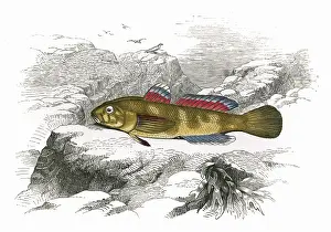Gobius: Gobius paganellus, or Rock Goby