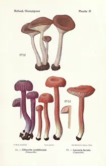 Waxy: Goblet funnel cap and the deceiver