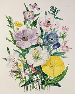 Loudon: Godetia vinosa