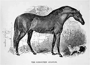 Godolphin: GODOLPHIN ARAB HORSE
