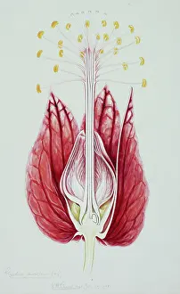 Malvales: Goethea strictiflora, goethea