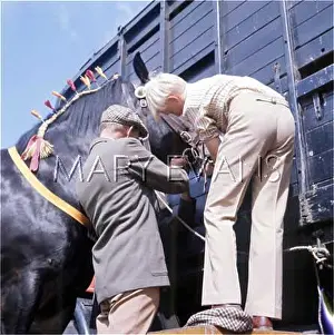 Coax: GOING TO HORSE SHOW