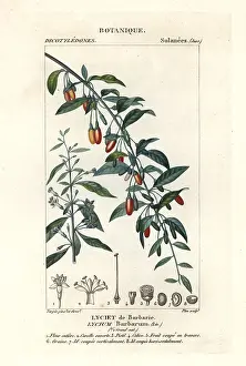 Scienze: Goji berry, Lycium barbarum