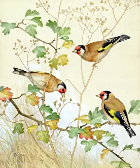 Finches: Three Gold Finches