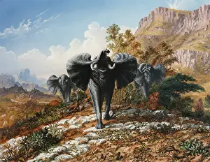 Zululand: Gold and Ivory, Elephants Charging, by Thomas Baines