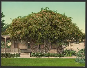 C1902: Gold of Ophir roses, Pasadena