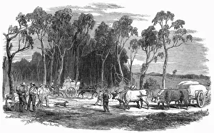 Prospector: Gold rush in Australia