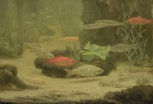 Gerrit: Gold and Silver Fish in an Aquarium