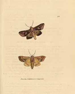 Noctua: Gold spangle moth, Autographa bractea
