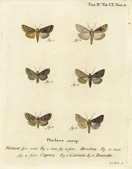 Gamma: Gold spangle and other moths
