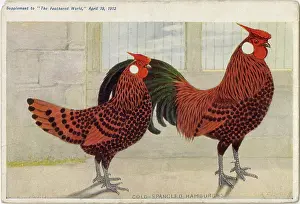 Spangled: GOLD-SPANGLED HAMBURGHS