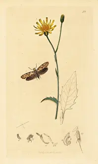 John Curtis: Gold-speckled clothes moth and wood hawkweed