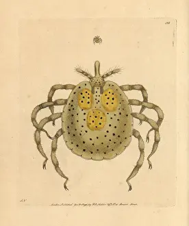 Mite: Gold-spotted acarus mite, Acarus auratus