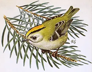 Perch: Goldcrest