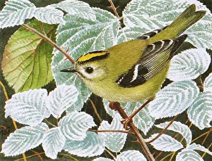 Perch: Goldcrest