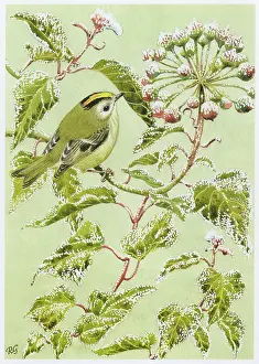Goldcrest