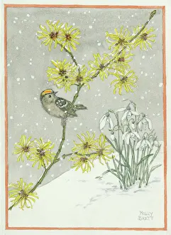 Regulus: A goldcrest balanced on a branch during the winter