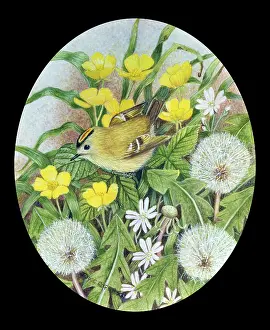 Buttercups: Goldcrest with Buttercups and Dandelions