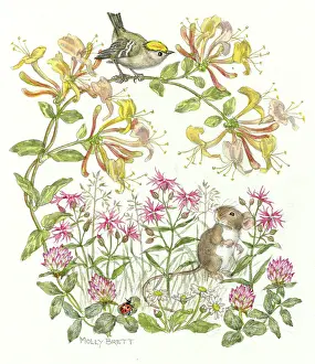 Honeysuckle: Goldcrest on honeysuckle with mouse, ladybird