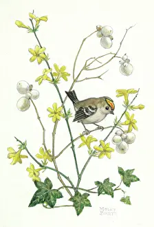 Goldcrest: Goldcrest by Molly Brett