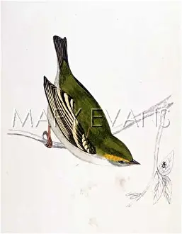 Regulus: GOLDCREST (MORRIS)