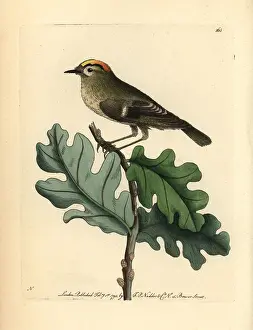 Regulus: Goldcrest, Regulus regulus