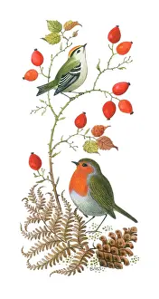Brenda: Goldcrest and Robin, with rose hips