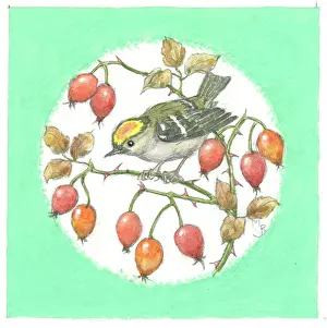 Medici Society (molly Brett): Goldcrest on rosehips