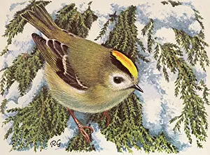 GOLDCREST (WINTER)