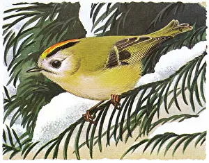 Smallest: GOLDCREST IN WINTER