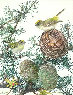 Cones: Goldcrests on Cedar of Lebanon Cones